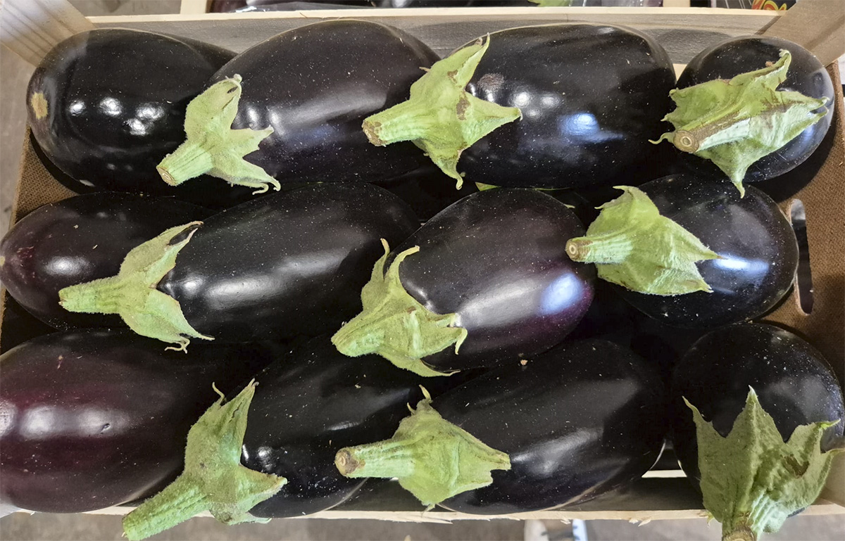 Melanzana - Sicilia - 1,20/1,50 euro al chilogrammo